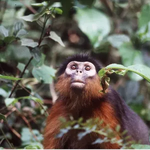 RED COLOBUS MONKEY - looking up RED COLOBUS MONKEY - looking up