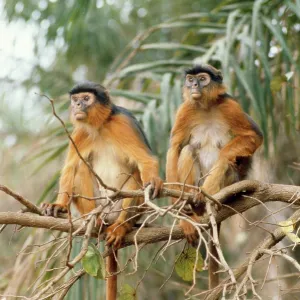 Red Colobus Monkey - male & female Red Colobus Monkey - male & female