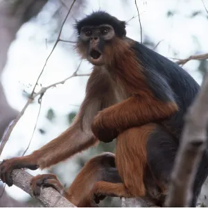 RED COLOBUS MONKEY - mouth open RED COLOBUS MONKEY - mouth open