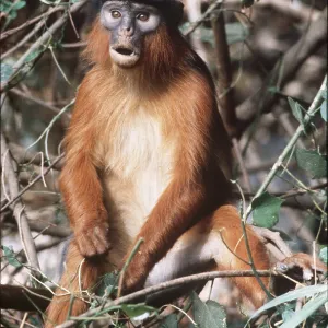 RED COLOBUS MONKEY - sitting RED COLOBUS MONKEY - sitting