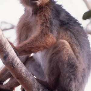 RED COLOBUS MONKEY - sitting in tree RED COLOBUS MONKEY - sitting in tree