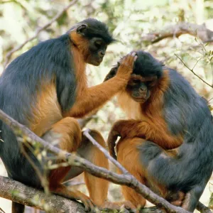 RED COLOBUS MONKEYS - two grooming RED COLOBUS MONKEYS - two grooming