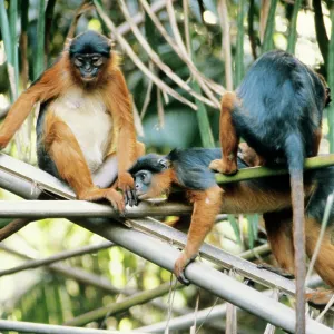 RED COLOBUS MONKEYS - x three, grooming RED COLOBUS MONKEYS - x three, grooming