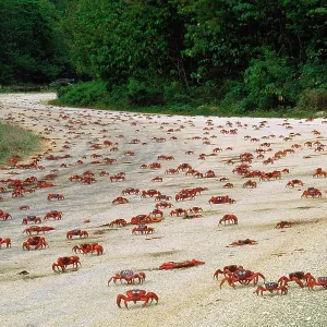 Red Crab - (land crab) downward migration crossing road Red Crab - (land crab) downward migration crossing road
