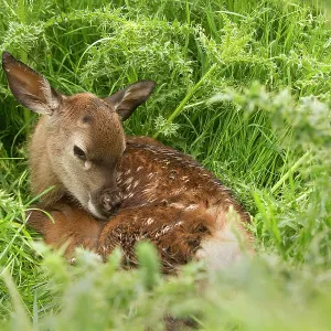 Red Deer Red Deer