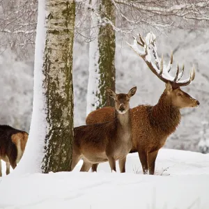 Red Deer - buck with cows in snow
