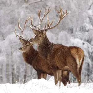 Red Deer - bucks in snow