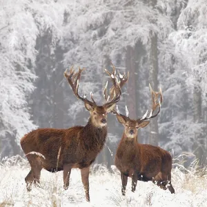 Red deer bucks in snow
