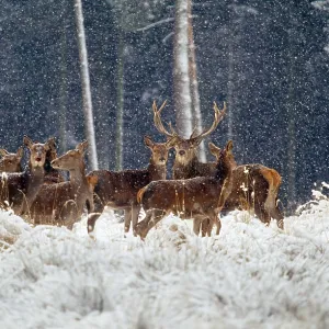 Red Deer - group in snow