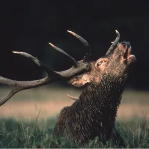 RED DEER - roaring during rut RED DEER - roaring during rut