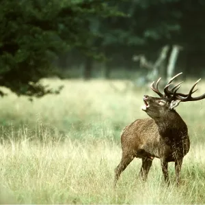 RED DEER - roaring during rutting season RED DEER - roaring during rutting season