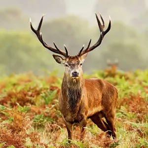 Red Deer - Stag at misty sunrise Red Deer - Stag at misty sunrise