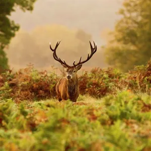 Red Deer - Stag at sunrise Red Deer - Stag at sunrise