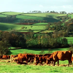 RED DEVON CATTLE - Feeding on hay with country backdrop RED DEVON CATTLE - Feeding on hay with country backdrop