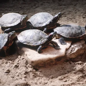 Red-eared Slider Terrapins / Turlte - five Red-eared Slider Terrapins / Turlte - five