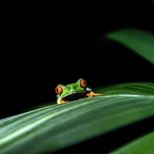 Red-eyed Tree Frog on leaf at night