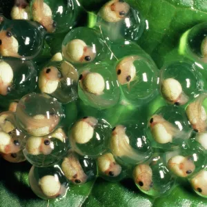 Red-eyed TREEFROG - frog spawn Red-eyed TREEFROG - frog spawn