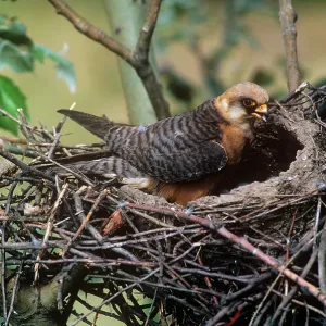 Red-footed Falcon - female at nestS Red-footed Falcon - female at nestS