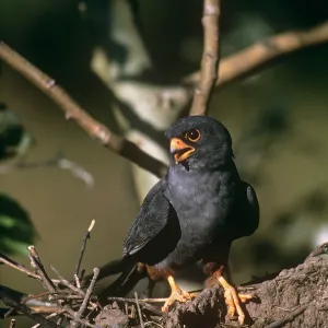 Red-footed Falcon - male Red-footed Falcon - male