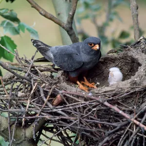 Red-footed Falcon - male Red-footed Falcon - male