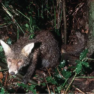 Red FOX - caught alive in snare Red FOX - caught alive in snare