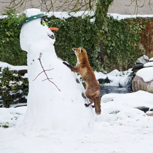 Red Fox - climbing up snowman about to steal snowman's Red Fox - climbing up snowman about to steal snowman's