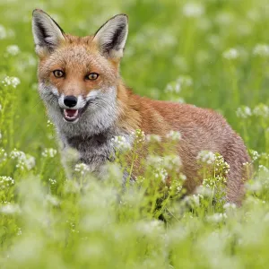 Red Fox - close up in meadow Red Fox - close up in meadow