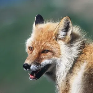 RED FOX - close-up of head