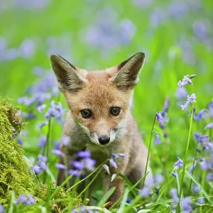 Red Fox - cub in bluebell woodland Red Fox - cub in bluebell woodland