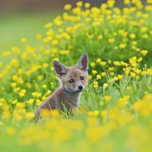 Red Fox - cub in buttercup meadow Red Fox - cub in buttercup meadow