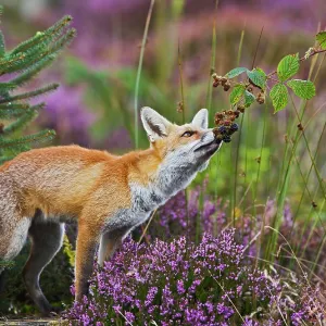 Red Fox - feeding on blackberries - controlled conditions Red Fox - feeding on blackberries - controlled conditions