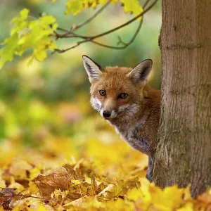 Red Fox - looking around tree in Autumn leaves Red Fox - looking around tree in Autumn leaves