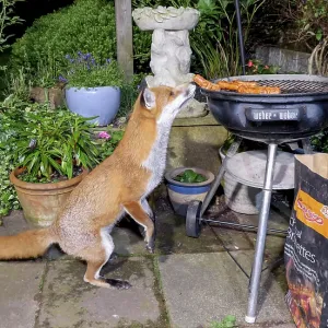 Red Fox - male sniffing sausages on barbeque - Birmingham UK Red Fox - male sniffing sausages on barbeque - Birmingham UK