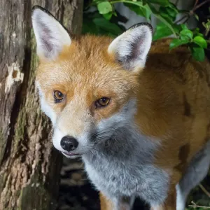 Red Fox - male in urban garden - Birmingham UK Red Fox - male in urban garden - Birmingham UK
