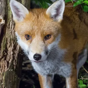 Red Fox - male in urban garden - Birmingham UK Red Fox - male in urban garden - Birmingham UK