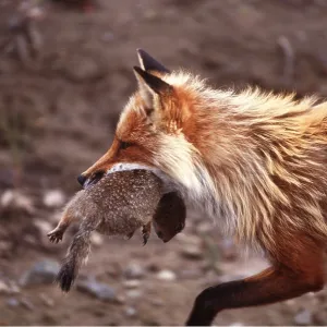 Red FOX - With prey, arctic ground squirrel Red FOX - With prey, arctic ground squirrel