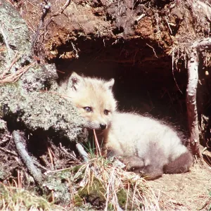 RED FOX - pup in den at base of tree RED FOX - pup in den at base of tree