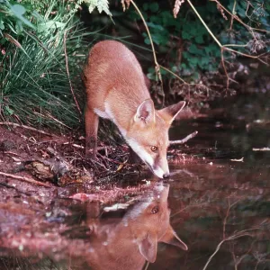 RED FOX - reflection in water by pond RED FOX - reflection in water by pond