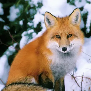 Red Fox in snow