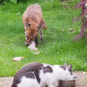 Red Fox - vixen and cat in urban garden - Birmingham UK Red Fox - vixen and cat in urban garden - Birmingham UK