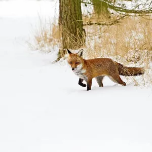Red Fox - walking in snow Red Fox - walking in snow