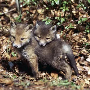 RED FOX - x two cubs cuddling RED FOX - x two cubs cuddling