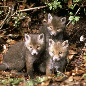 RED FOX - x three cubs sitting RED FOX - x three cubs sitting