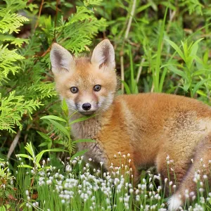 Red Fox - young pup Red Fox - young pup