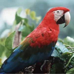 Red & Green / Green-winged Macaw Red & Green / Green-winged Macaw
