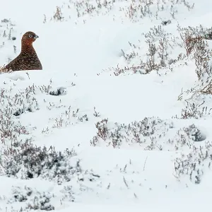 Red Grouse (Lagopus scotica) ~ resting on snow during blizzard ~ Cairngorms National Park Red Grouse (Lagopus scotica) ~ resting on snow during blizzard ~ Cairngorms National Park
