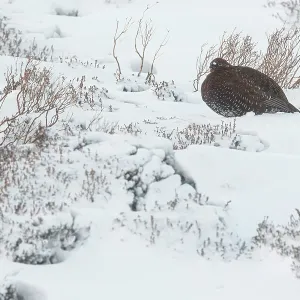 Red Grouse (Lagopus scotica) ~ resting on snow during blizzard ~ Cairngorms National Park Red Grouse (Lagopus scotica) ~ resting on snow during blizzard ~ Cairngorms National Park