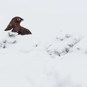 Red Grouse (Lagopus scotica) ~ resting on snow during blizzard ~ Cairngorms National Park Red Grouse (Lagopus scotica) ~ resting on snow during blizzard ~ Cairngorms National Park