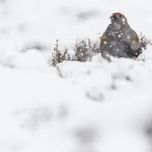 Red Grouse (Lagopus scotica) ~ resting on snow during blizzard ~ Cairngorms National Park Red Grouse (Lagopus scotica) ~ resting on snow during blizzard ~ Cairngorms National Park