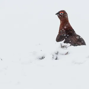 Red Grouse (Lagopus scotica) ~ resting on snow during blizzard ~ Cairngorms National Park Red Grouse (Lagopus scotica) ~ resting on snow during blizzard ~ Cairngorms National Park